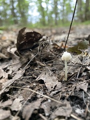 Entoloma murrayi