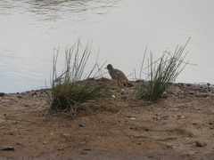 Vanellus senegallus