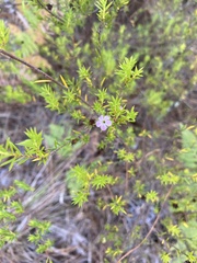 Coleonema pulchellum