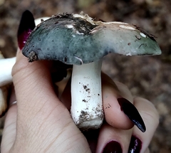 Russula cyanoxantha
