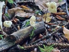Marasmius rotula