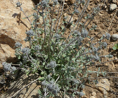 Teucrium capitatum