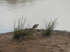 Vanellus senegallus