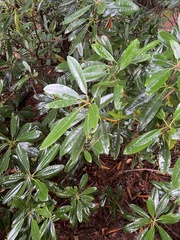 Rhododendron maximum