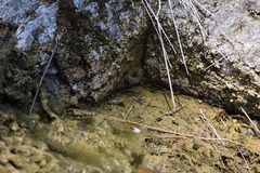 Rana boylii