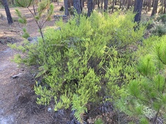 Coleonema pulchellum