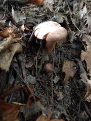 Laccaria ochropurpurea
