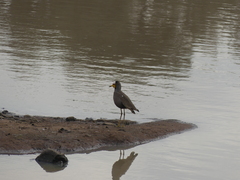 Vanellus senegallus