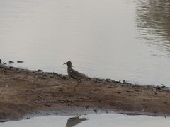 Vanellus senegallus