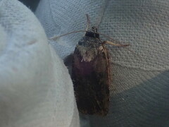 Pseudohermonassa bicarnea