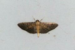 Herpetogramma phaeopteralis
