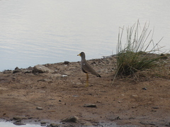Vanellus senegallus