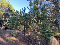 Acacia longifolia
