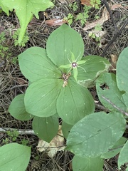 Paris quadrifolia