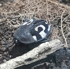 Therea olegrandjeani