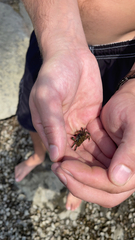 Hemigrapsus sanguineus