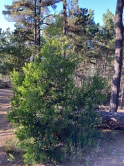 Acacia longifolia