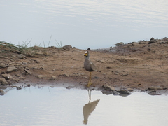 Vanellus senegallus