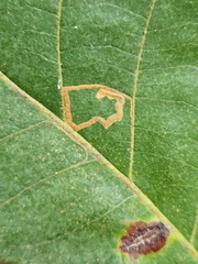 Stigmella