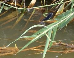 Atrocalopteryx atrata