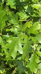 Quercus alba