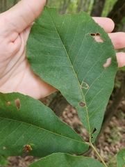 Stigmella
