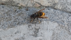 Vespa velutina