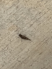 Trimerotropis pallidipennis