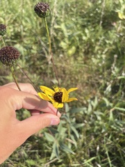 Helianthus pauciflorus