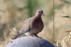 Streptopelia senegalensis