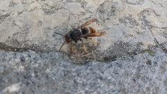 Vespa velutina