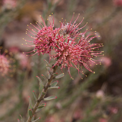 Leucospermum calligerum