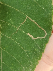 Stigmella