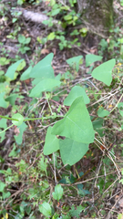 Persicaria perfoliata