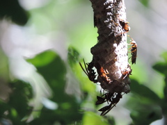 Polistes instabilis