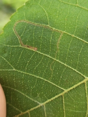 Stigmella