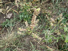 Stachys annua