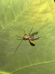 Ophioninae