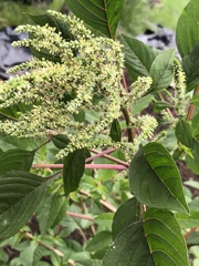 Amaranthus