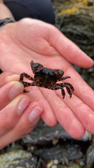 Hemigrapsus sanguineus