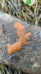 Botrylloides violaceus