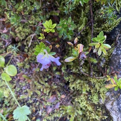 Rhodothamnus chamaecistus