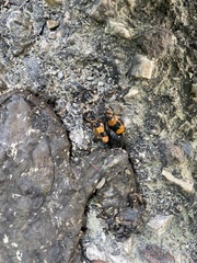 Nicrophorus