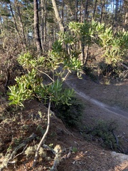 Acacia longifolia