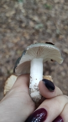 Russula cyanoxantha