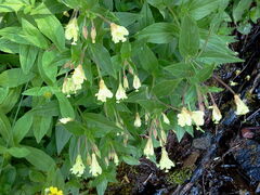 Epilobium luteum