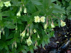 Epilobium luteum