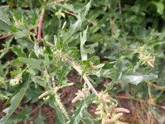Atriplex tatarica