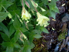 Epilobium luteum