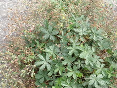Potentilla collina